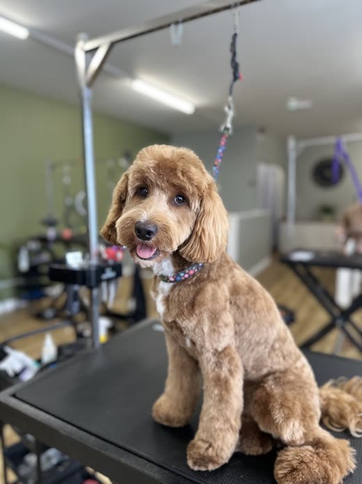 Freshly groomed apricot cockapoo sitting on the grooming table in the Clips salon